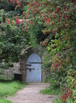 SX08056 Blue wooden door of Dunraven walled garden framed by red Fuchsia flowers (Fuchsia magellanica).jpg